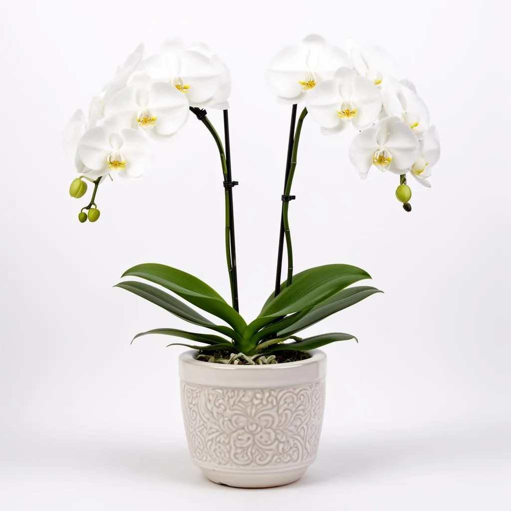 Orquídea Phalaenopsis Branca no Cachepô